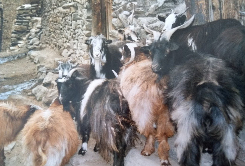 Nepal (Day 11)